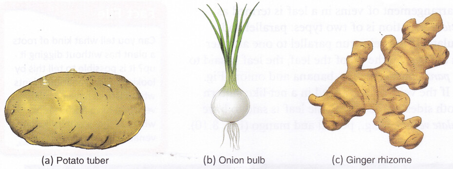 What is the Shoot System of a Plant 4