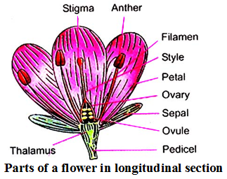 What is the Significance of Sexual Reproduction 1