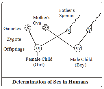 Which Chromosome Determines Gender in Humans 1