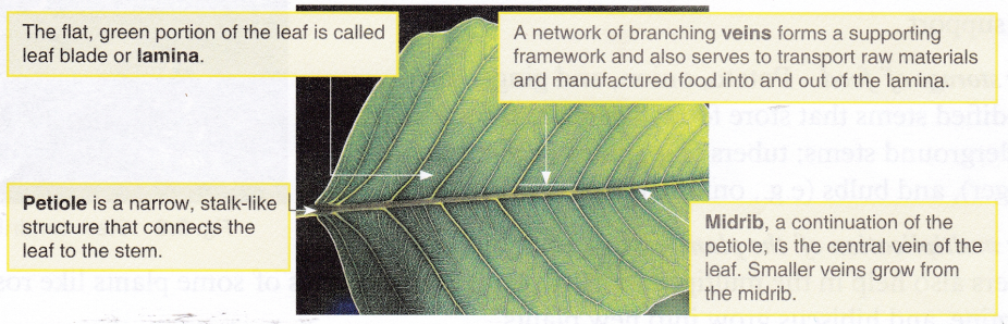 Which part of the Plant is Responsible for Photosynthesis 1