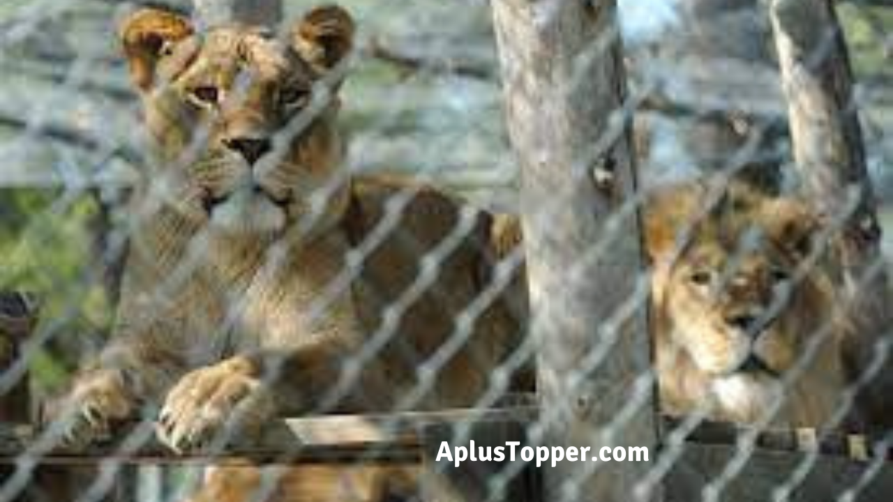 Why Animals Should Not Be Kept In The Zoo Essay