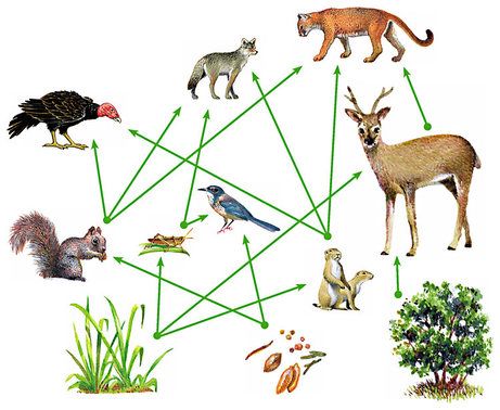 Why Plants And Animals Are Interdependent 1