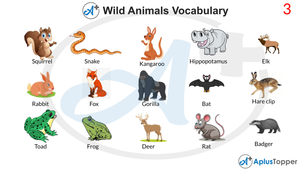 Wild Animals Vocabulary