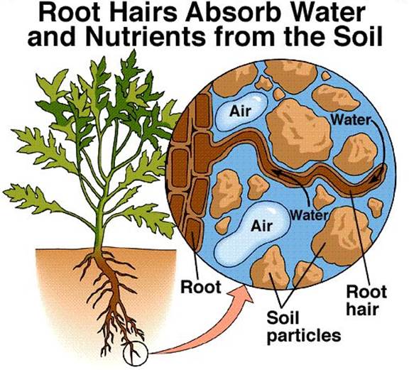 ICSE Solutions for Class 10 Biology - Absorption by Roots 1