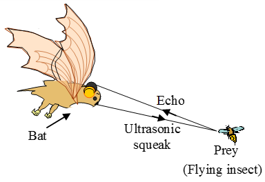 applications-of-ultrasound