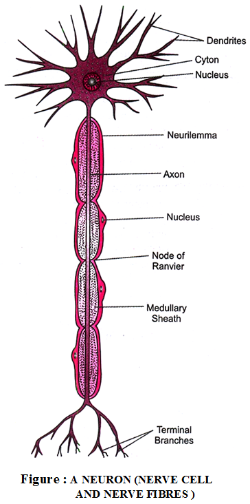 different-types-nervous-tissue