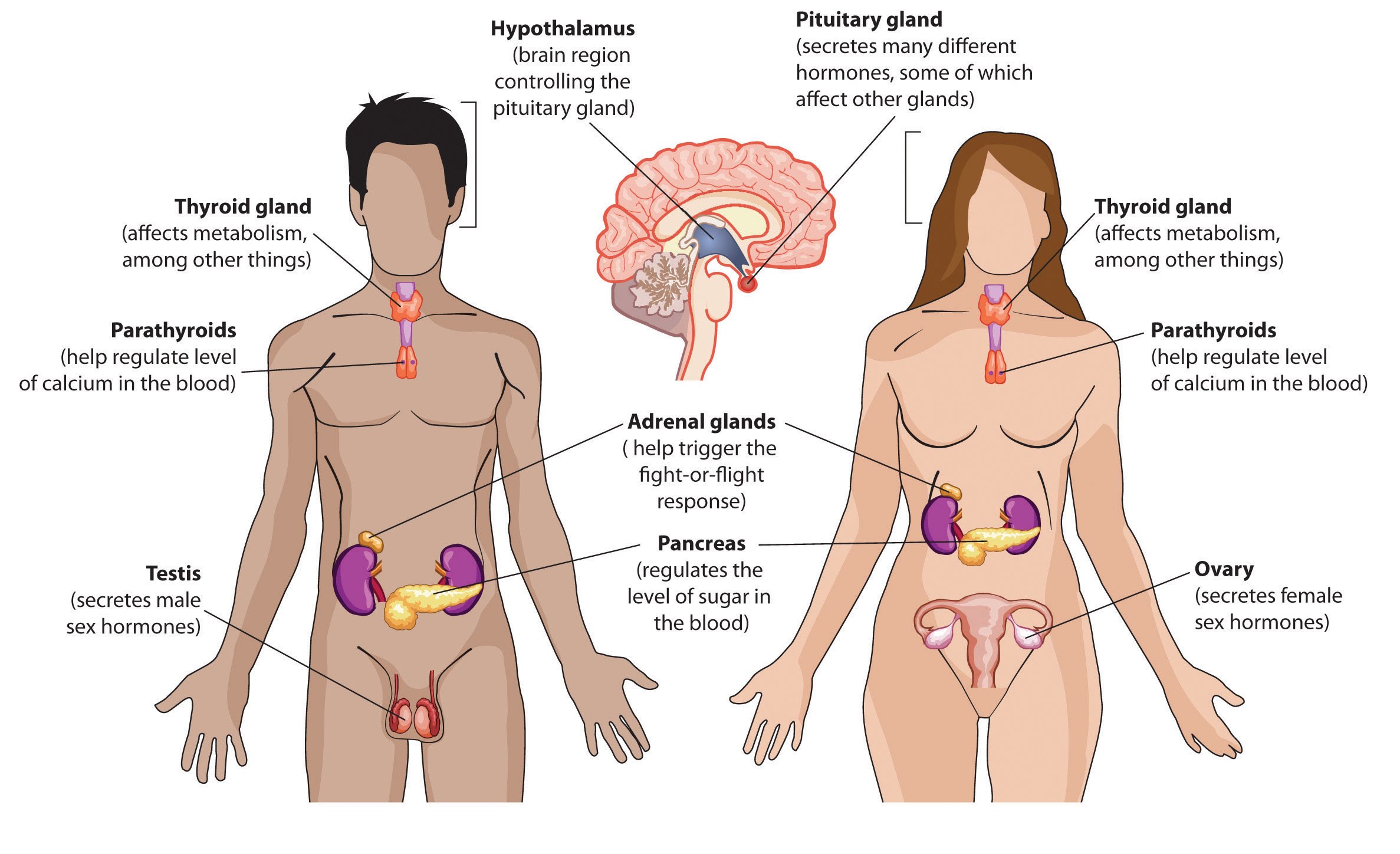 ICSE Solutions for Class 10 Biology - The Endocrine System 2