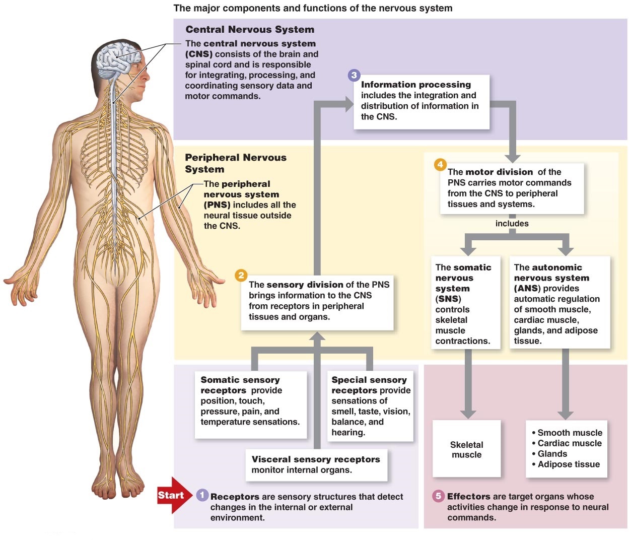 ICSE Solutions for Class 10 Biology - The Nervous System and Sense Organs 2