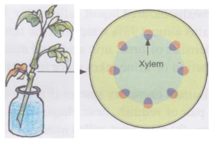 transport-water-minerals-plants-3