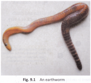 how does a sponge obtain food how does a earthworm move