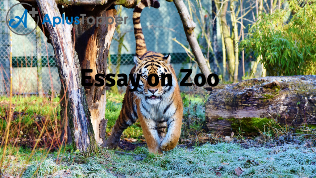 essay on a zoo