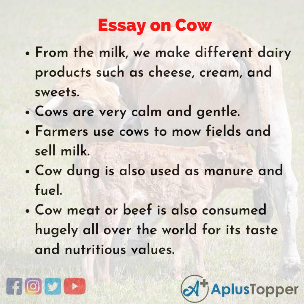 essay cow is a pet animal