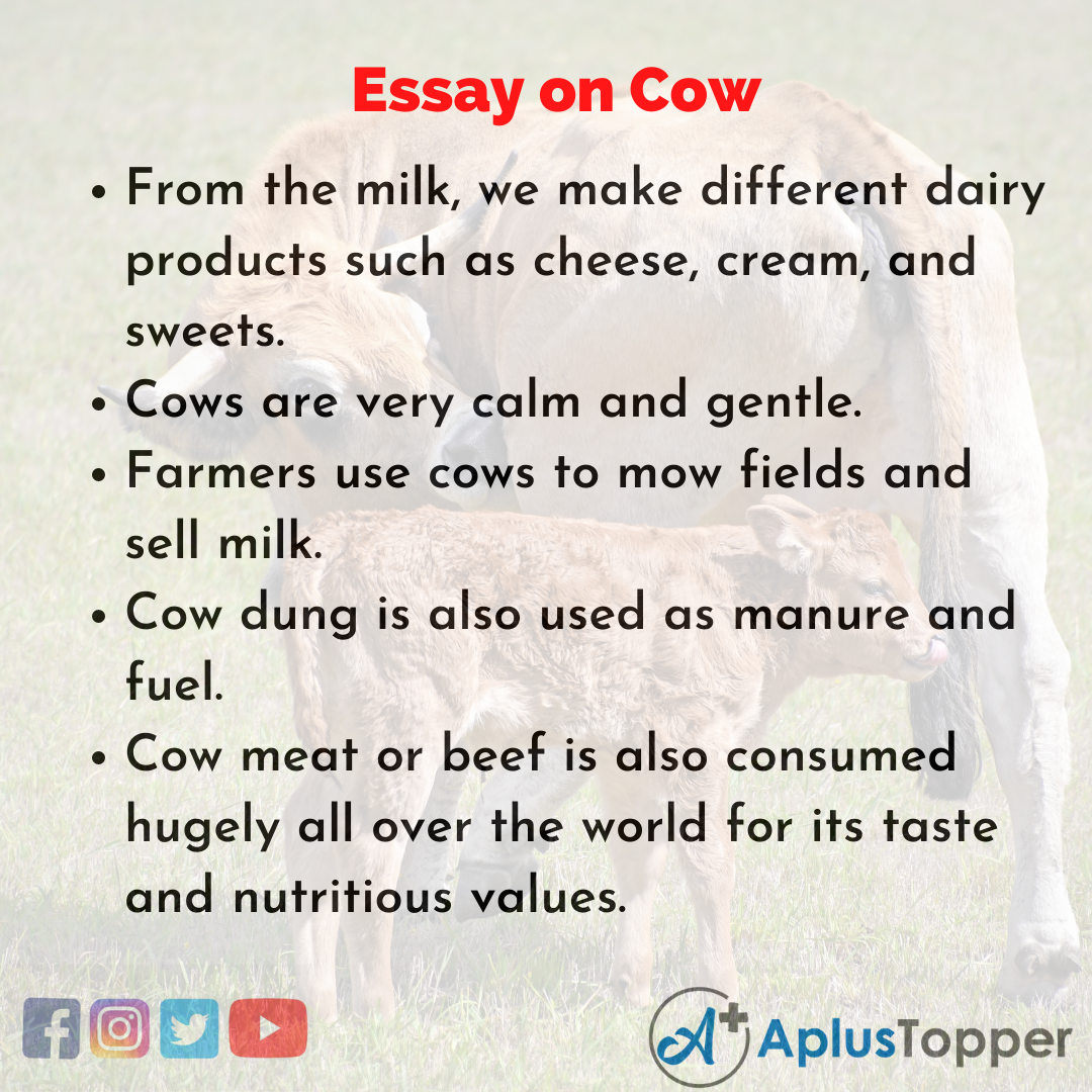 class 1 essay on cow