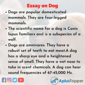 essay of dog animal