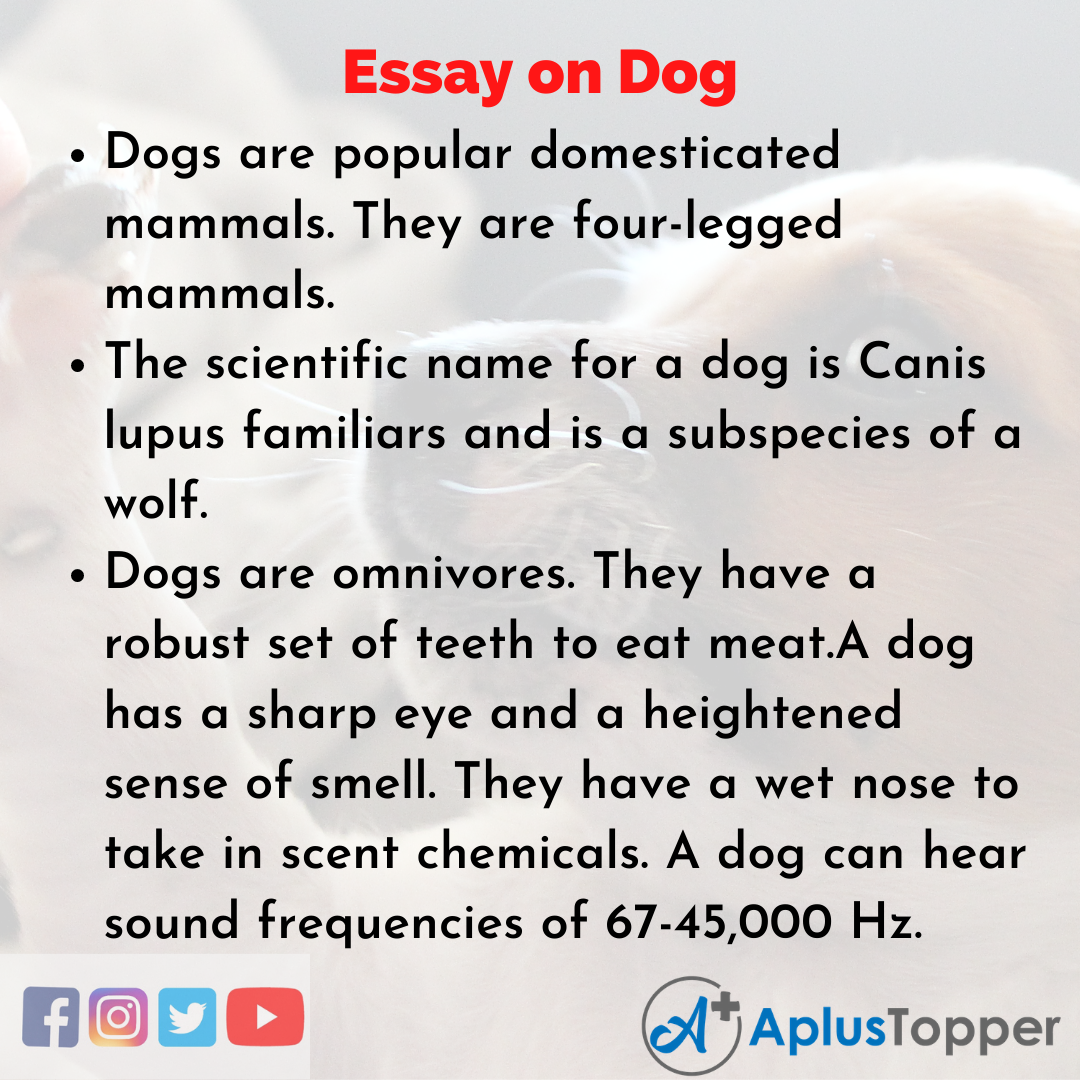 dog essay for class 6