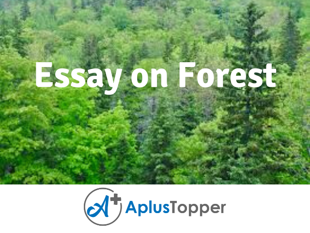 forest essay