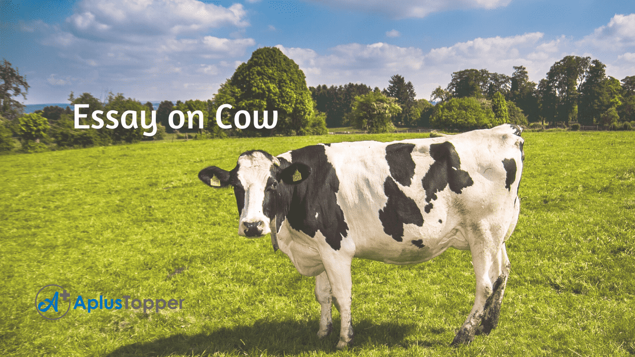 a big essay on cow