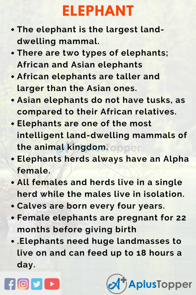 an essay on the topic elephant