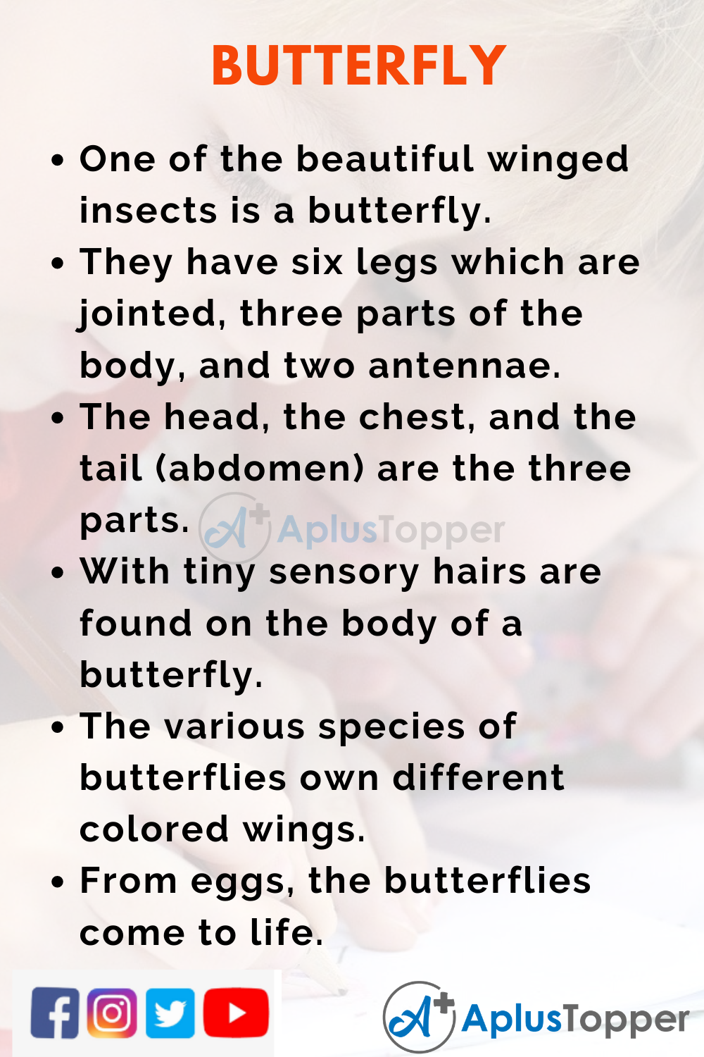 essay about butterfly in english
