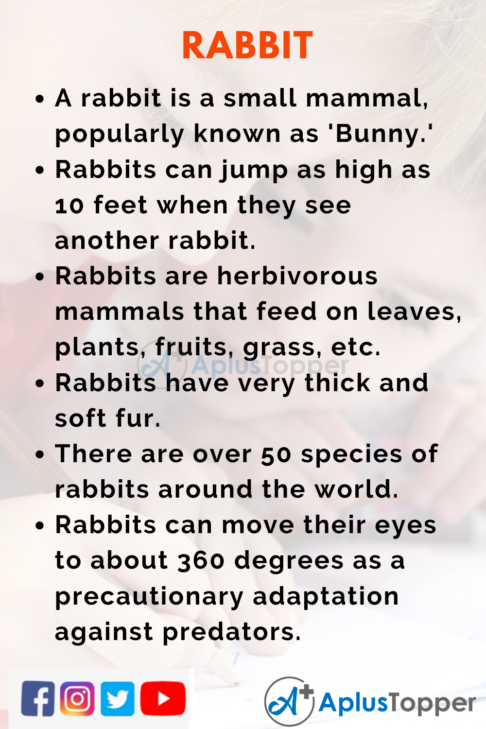 essay on my favourite animal rabbit in english