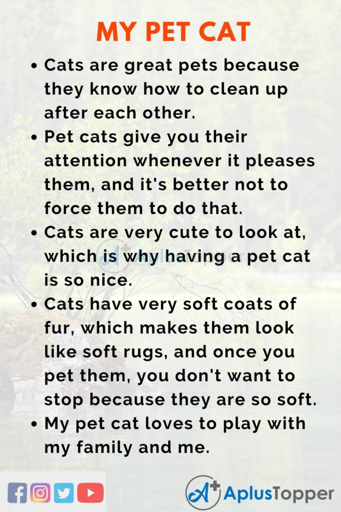 my cat pet essay