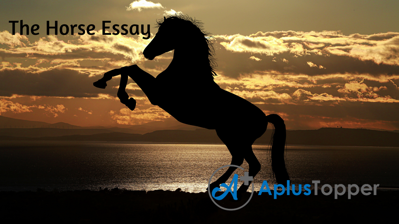 short essay about horse