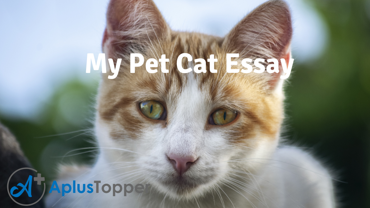 essay of cat in english