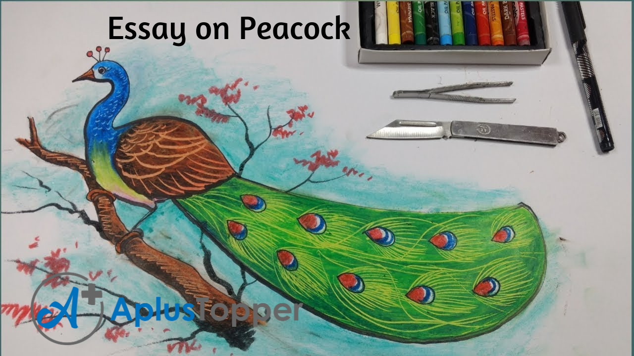 essay of peacock bird
