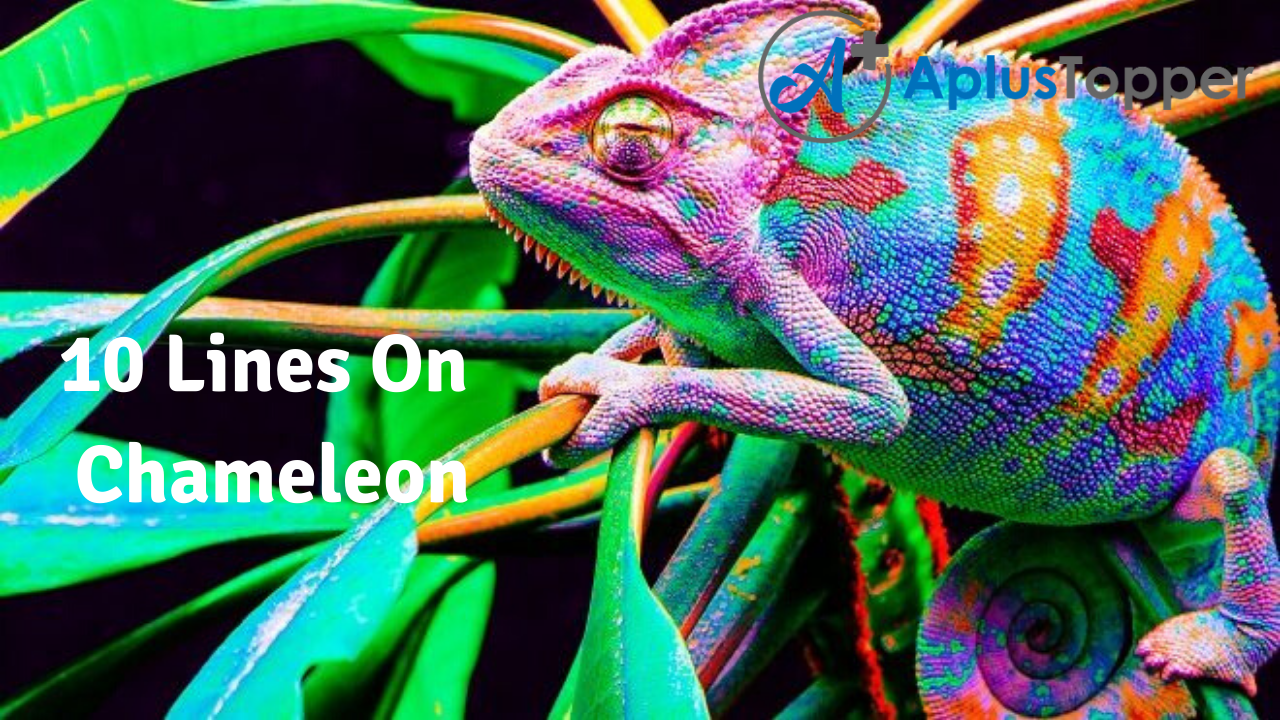 10 Lines On Chameleon for Students and Children in English - A Plus Topper