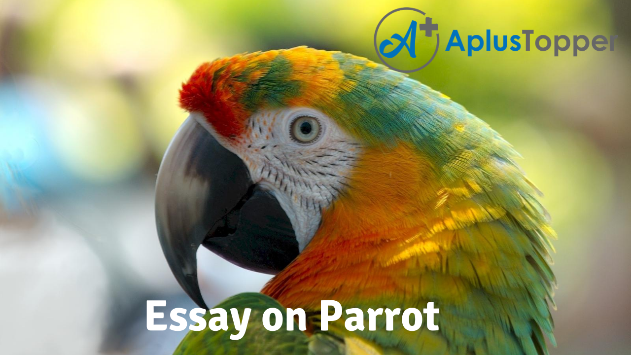 essay of parrot bird