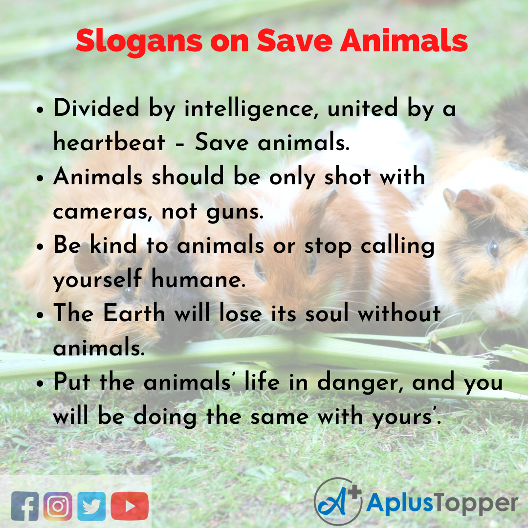 stop animal cruelty slogans