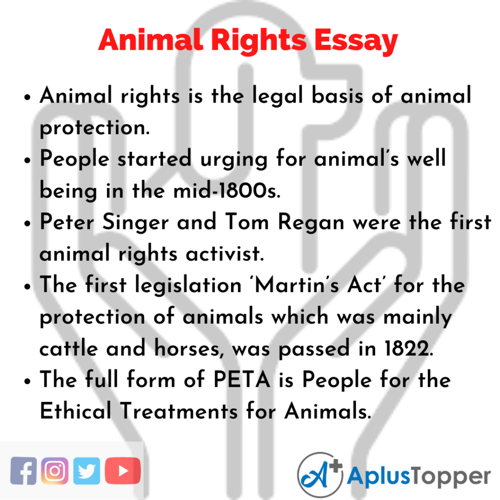 write an essay on animal rights