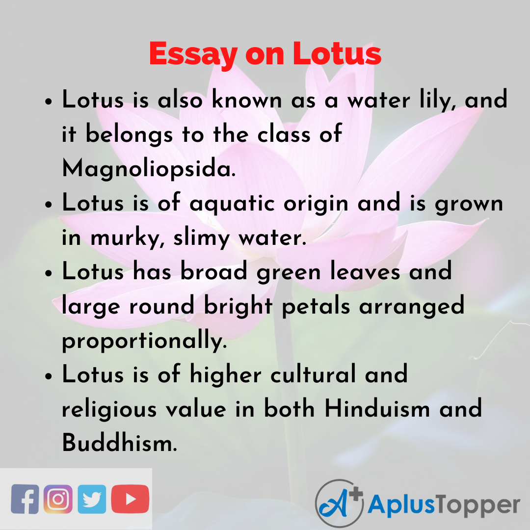 essay 5 sentence about lotus