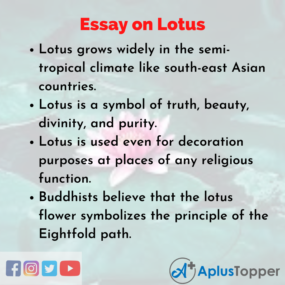 essay 5 sentence about lotus