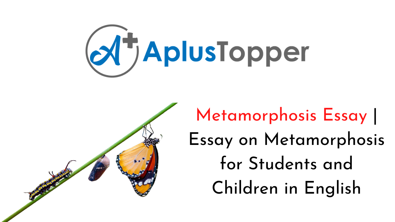 essay topics for the metamorphosis