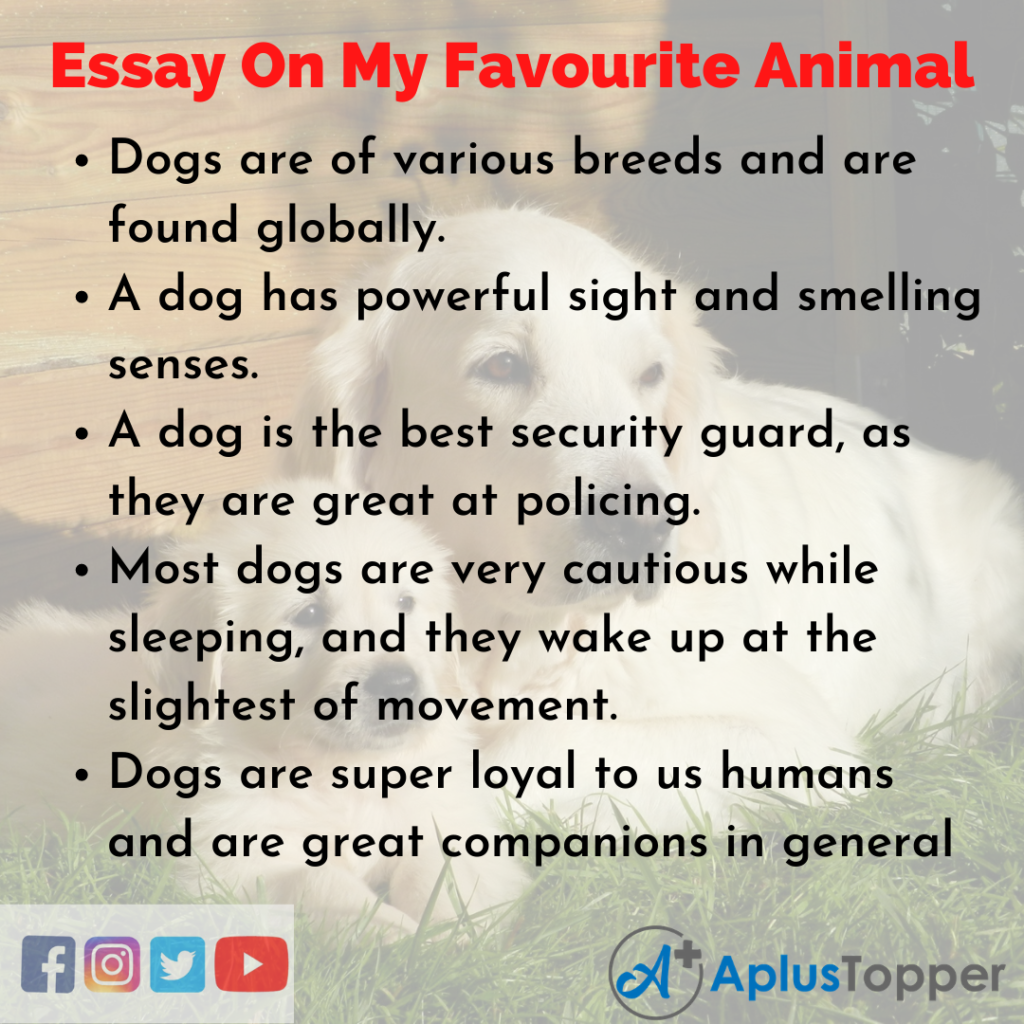 essay about my favorite animal