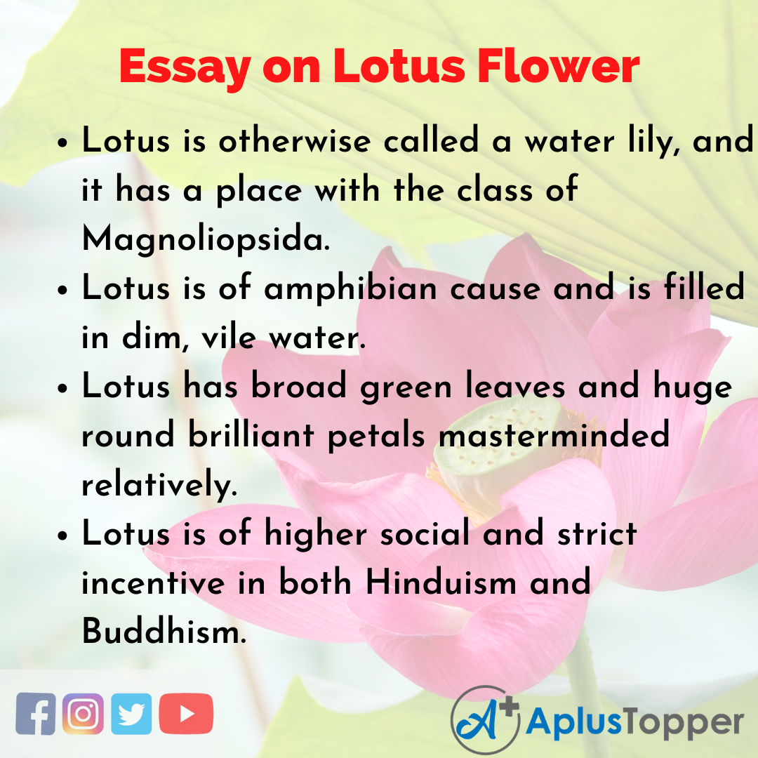 essay on our national flower lotus
