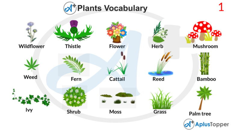 Plants Vocabulary | List of Plants Vocabulary With Description and ...